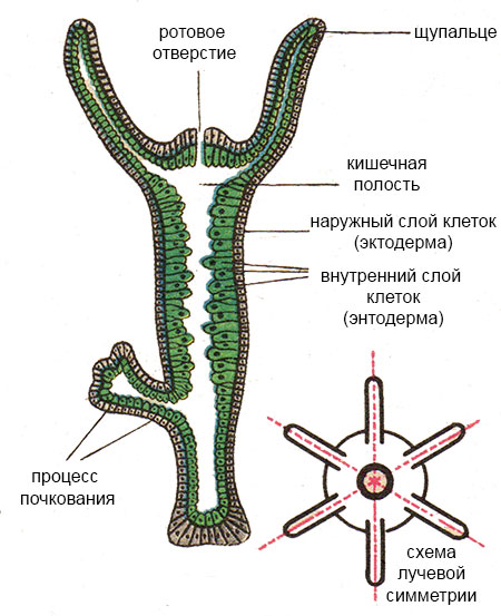 Kraken актуальные зеркала krakentor site